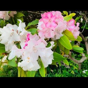 Meet your Posher, Shelene